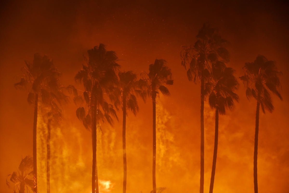 Dead in LA Burning Palms